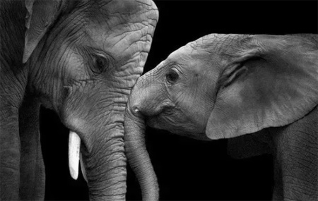 收养大象的故事