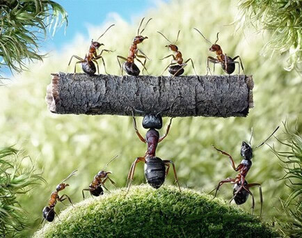 不明信因果堵了蚂蚁的家，看看业报来得有多快？