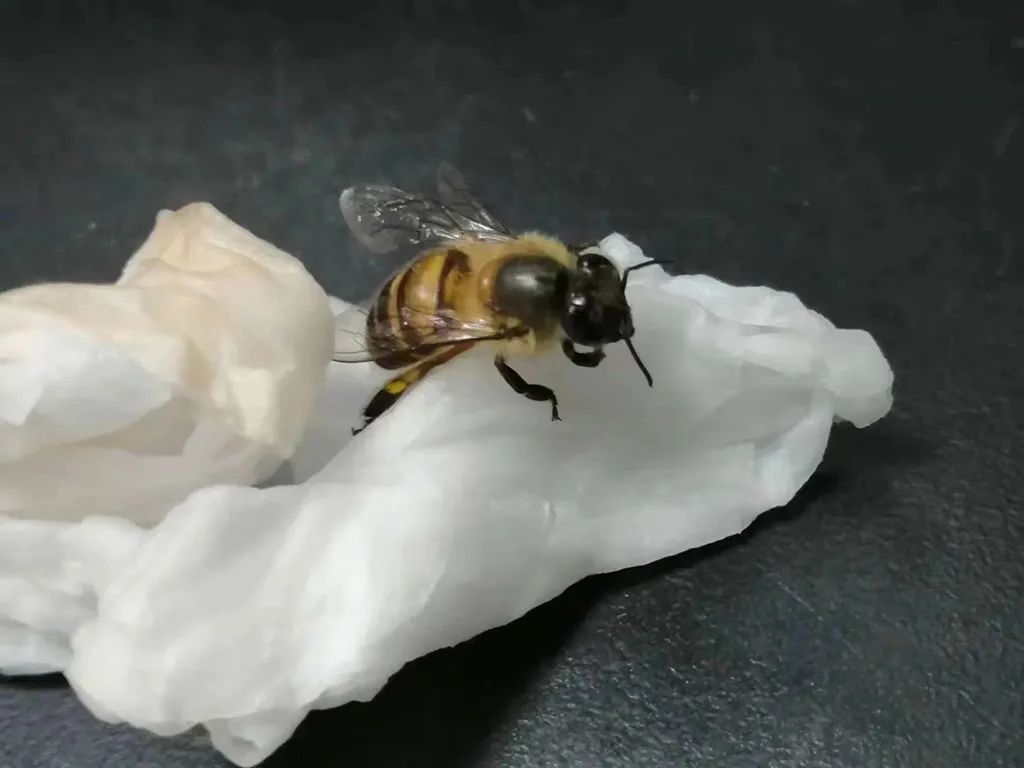这天，我拯救了一只晕倒的小蜜蜂